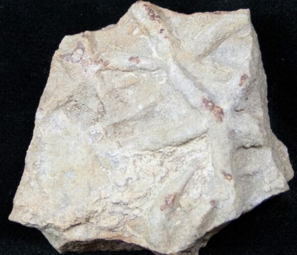 Sea Star Burrows (Asteriacites) - Early Jurassic #12987